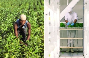 © Wie werden wir alle satt?   Landarbeiter einer Soja-Farm in Mosambik und Laborarbeiter der Planzenfabrik Spread Inc. in Japan